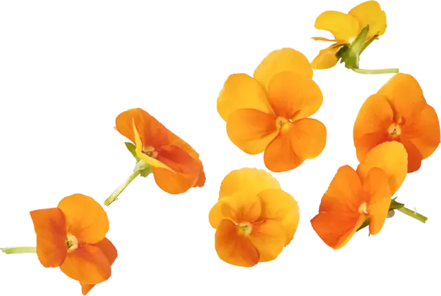 Eetbare bloem Viooltjes oranje 22st. stuk